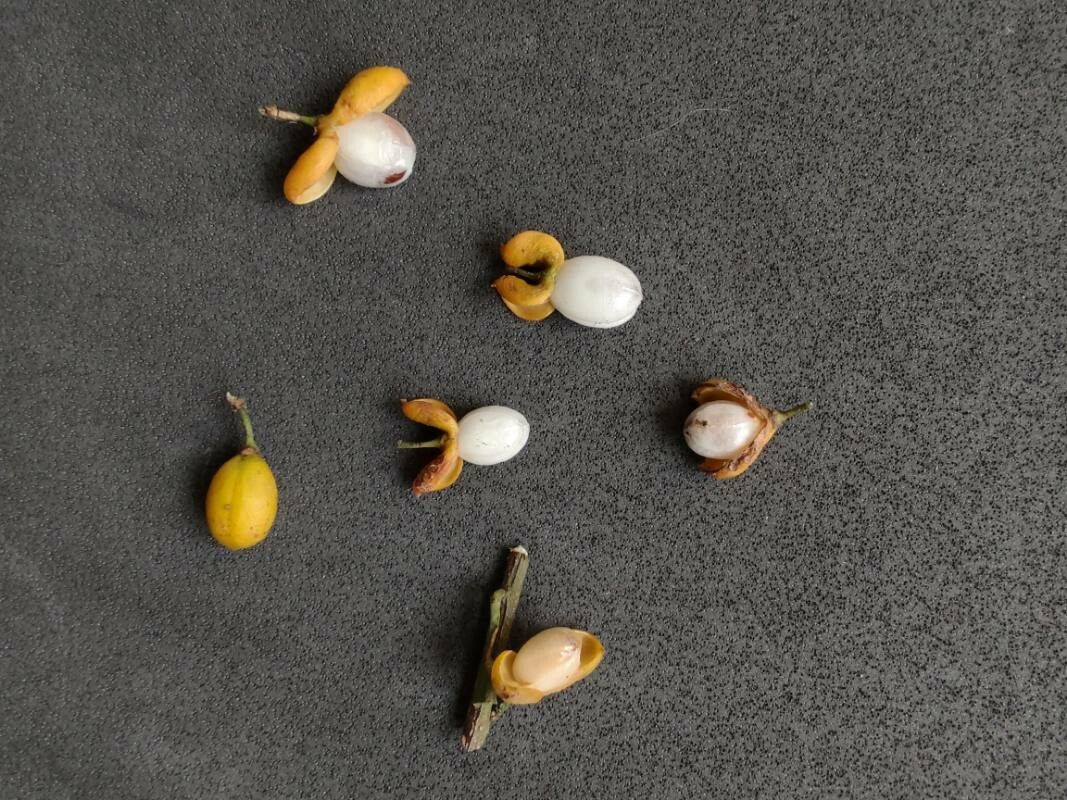 Maytenus evonymoides fruit