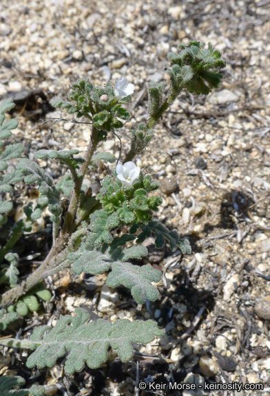 Phacelia affinis habit