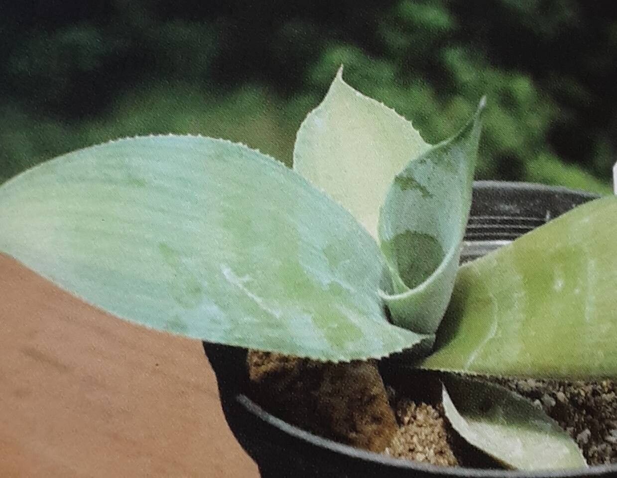 Agave pachycentra — houseplant care guide