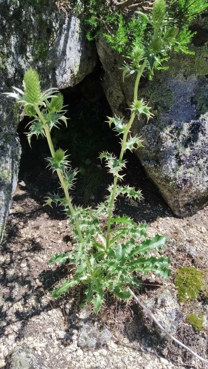 Eryngium duriaei other