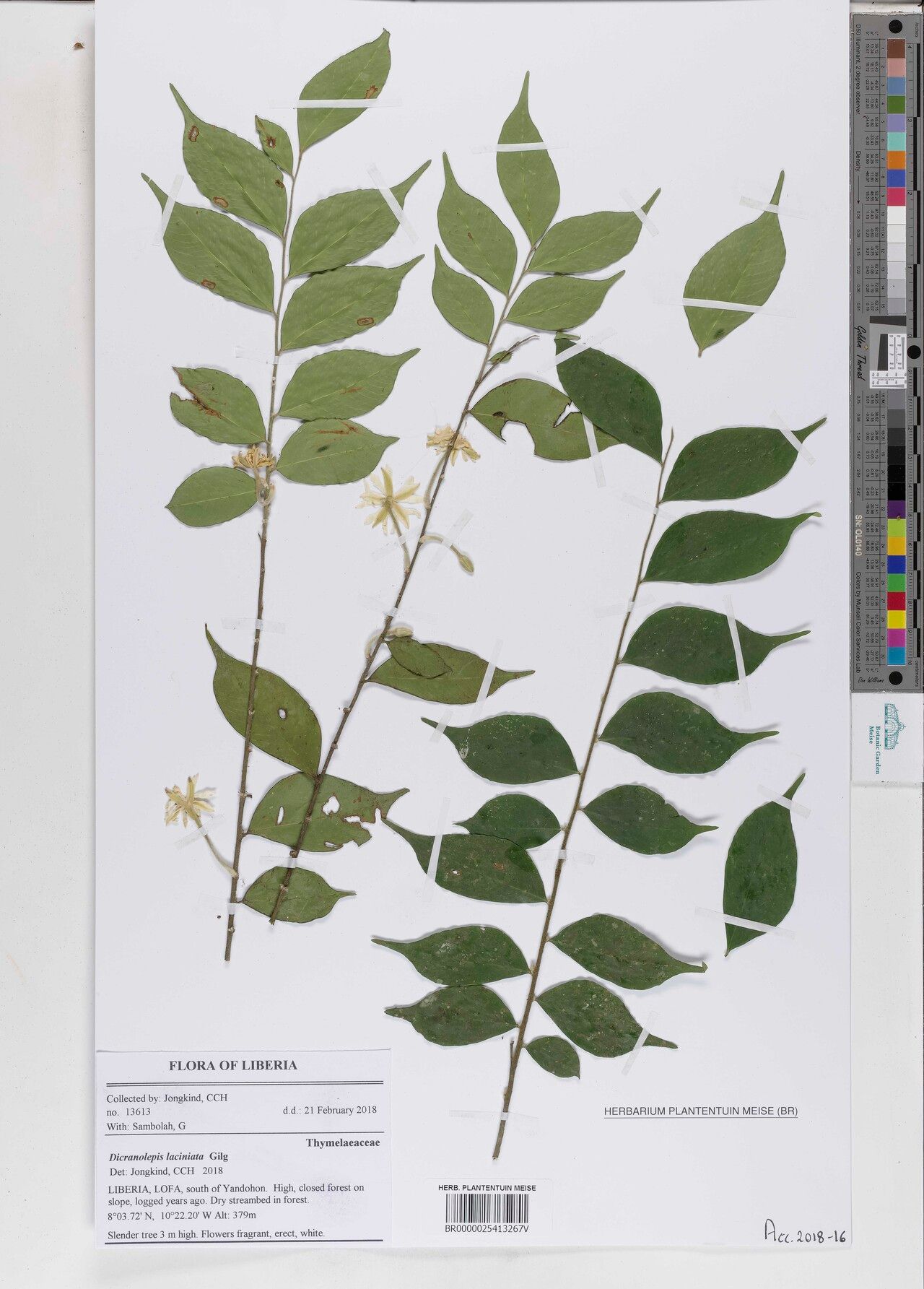 Dicranolepis laciniata — houseplant care guide