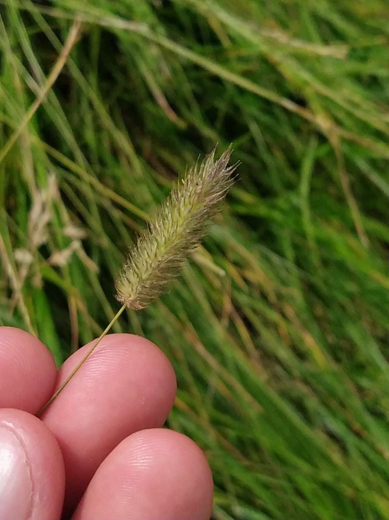 Phleum rhaeticum fruit