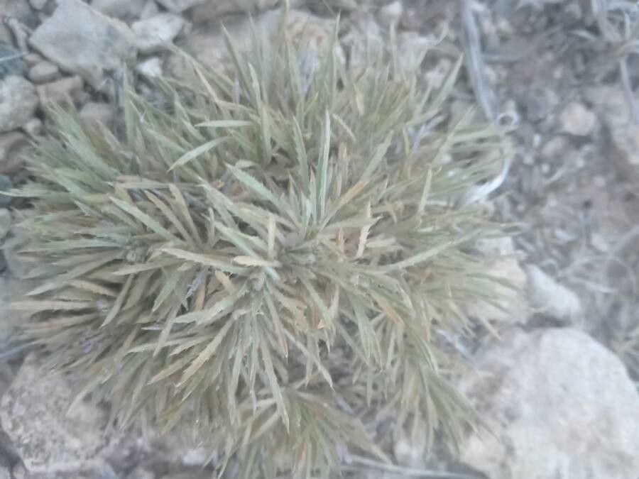 Atractylis polycephala — houseplant care guide