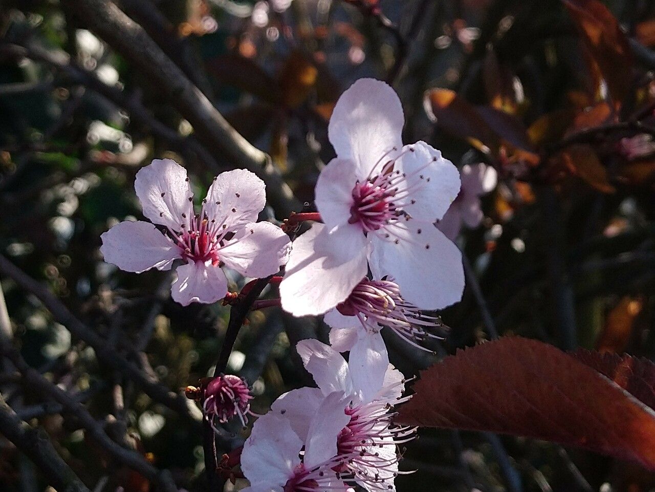 Prunus × cistena flower