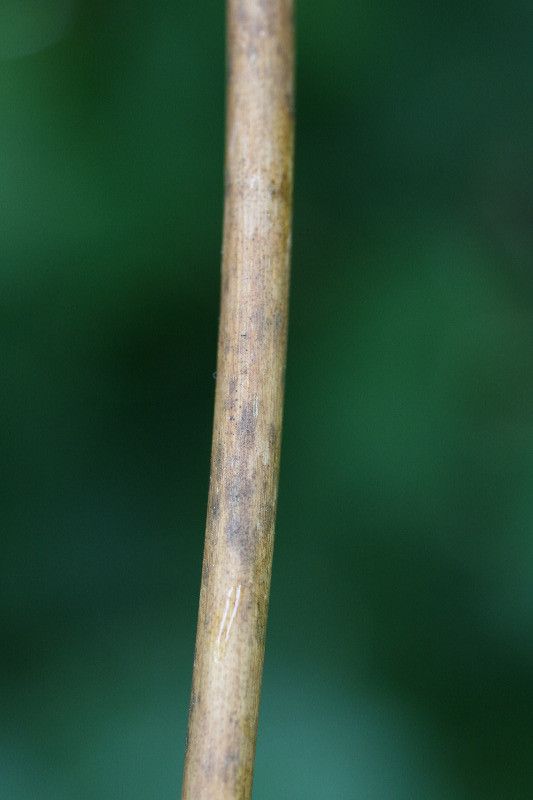 Quisqualis indica bark