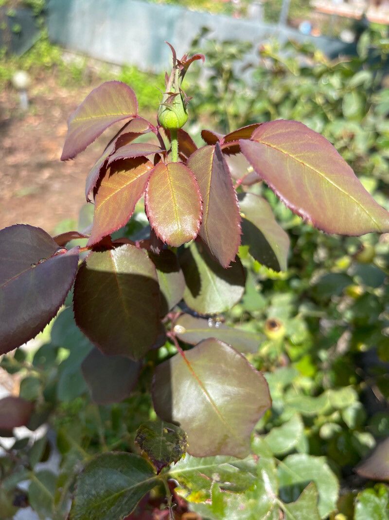 Rosa x gaillardii leaf
