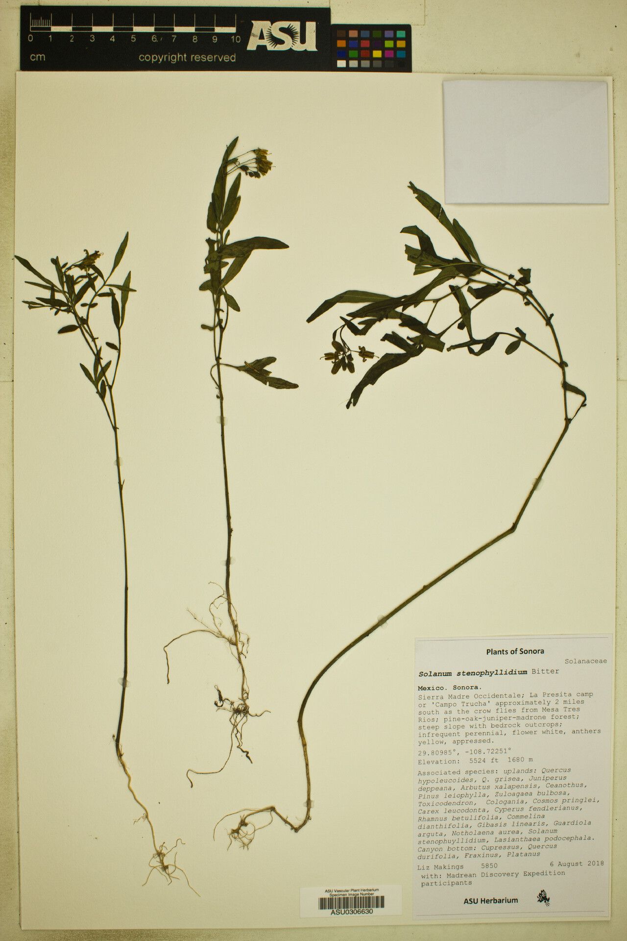 Solanum stenophyllidium — houseplant care guide