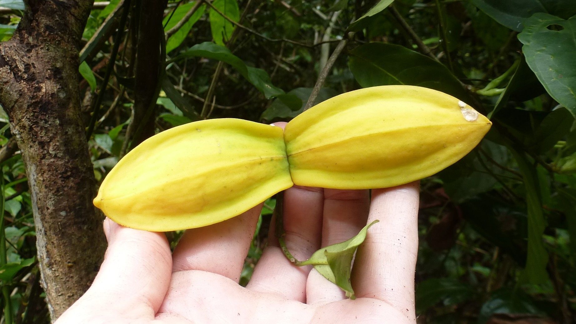 Tabernaemontana glandulosa fruit