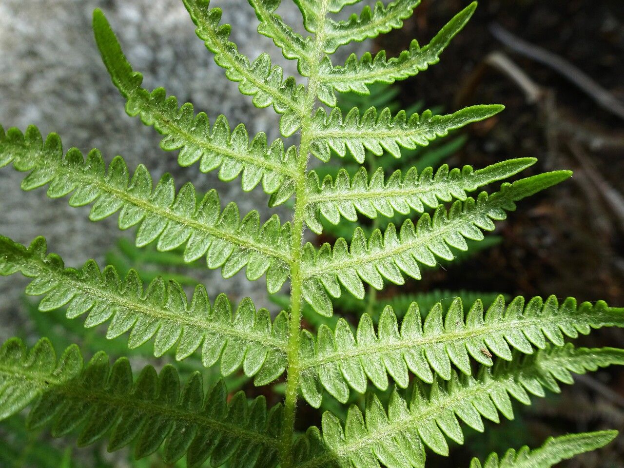 Oreopteris limbosperma leaf