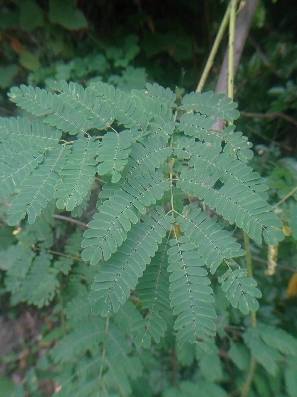 Mimosa rubicaulis — search result for 'Mimosa'