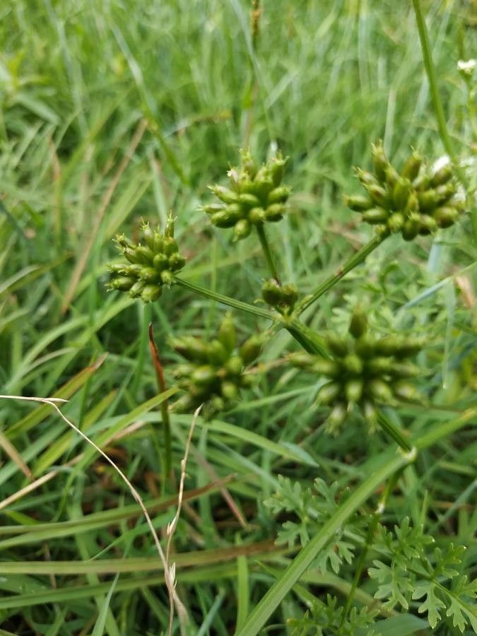 Oenanthe aquatica fruit