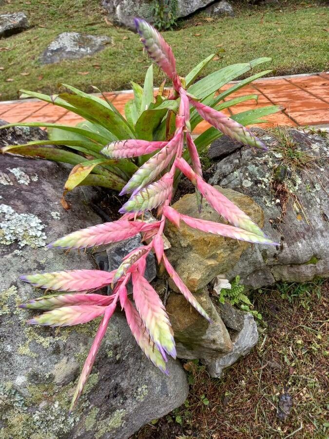 Tillandsia fasciculata flower