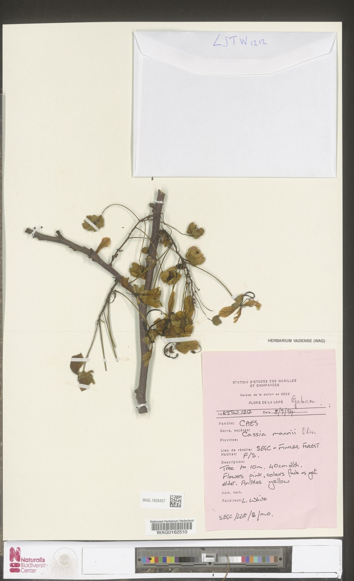 Casearia mannii — houseplant care guide