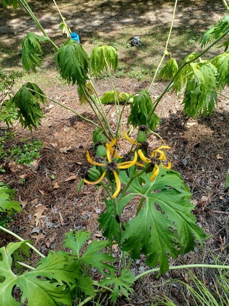 Ligularia japonica flower