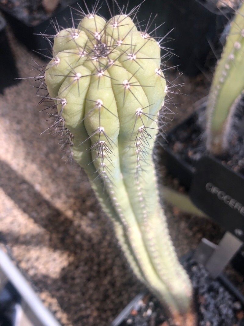 Cipocereus bradei leaf