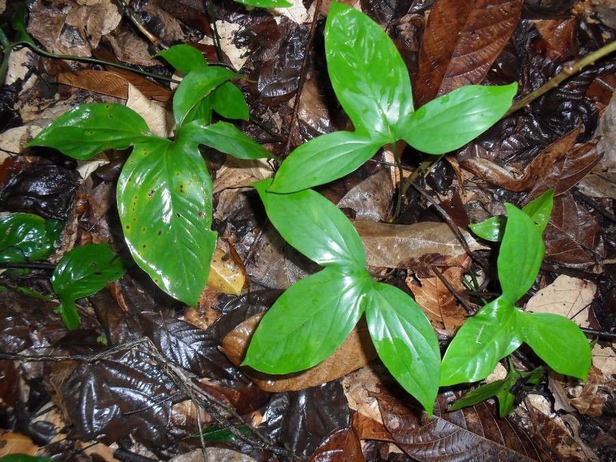 Cercestis afzelii leaf