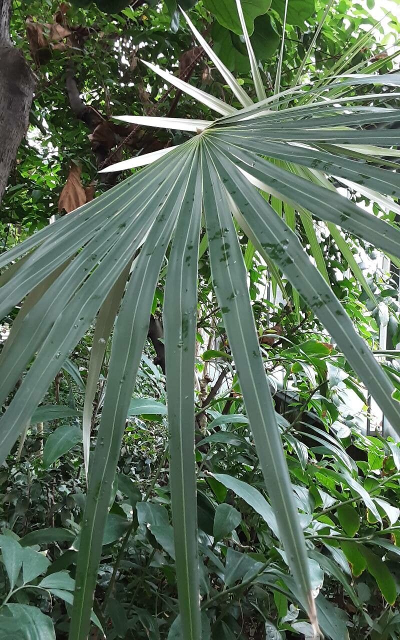 Coccothrinax litoralis — search result for 'Coccothrinax'