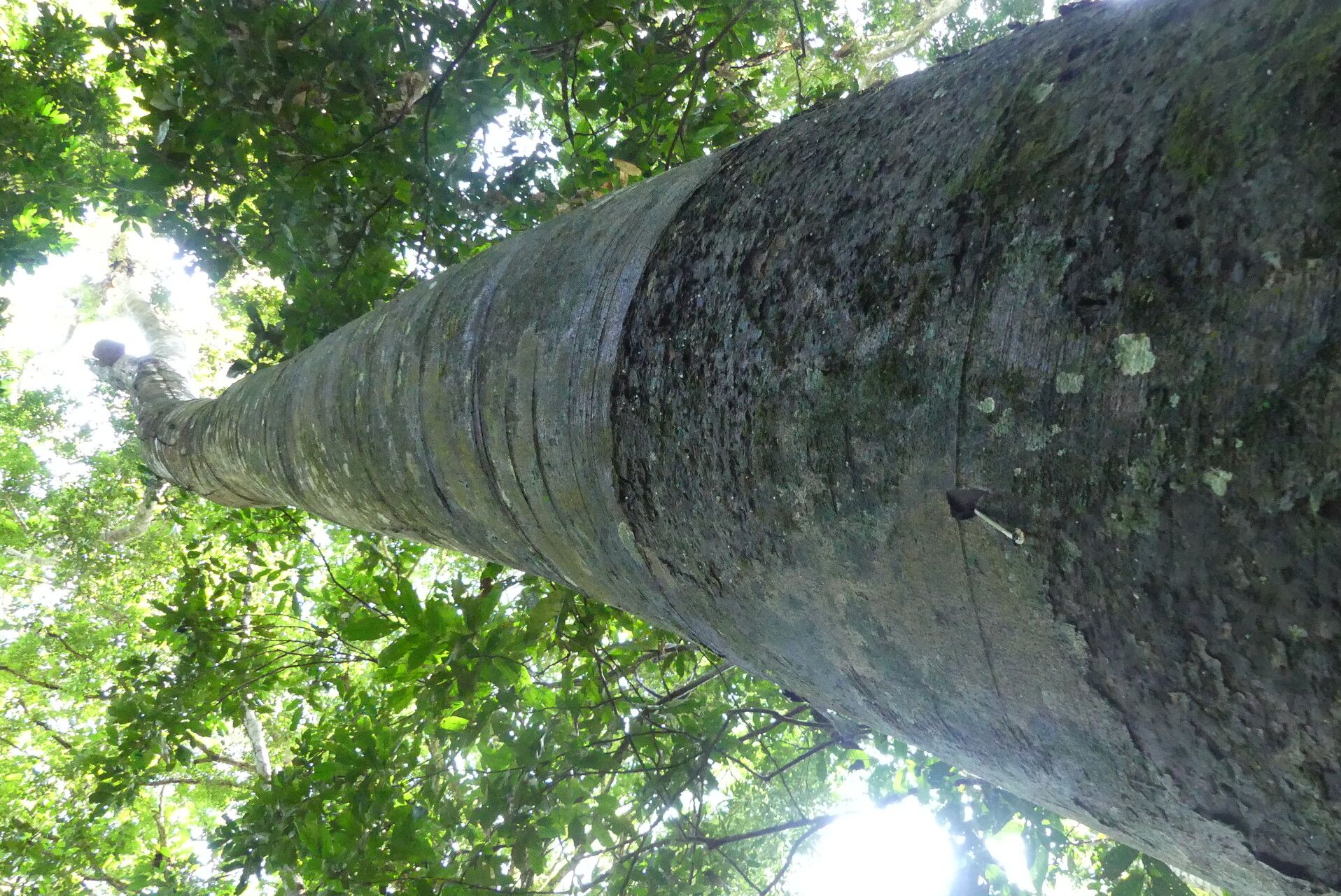 Brachystegia laurentii bark