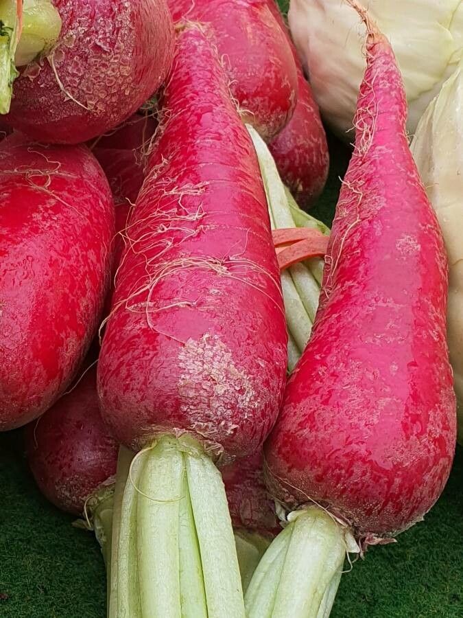 Raphanus sativus fruit