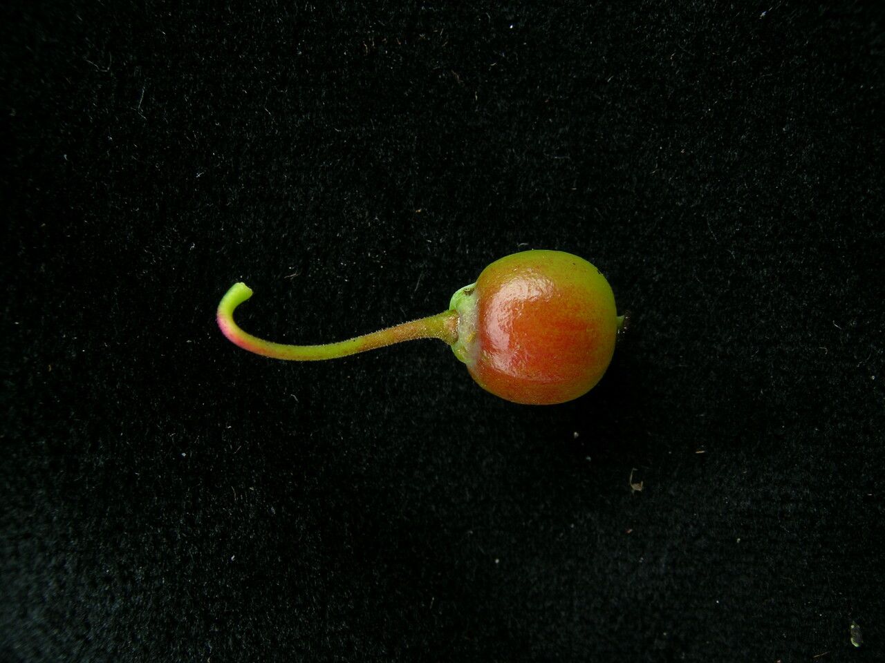 Berberis angulosa fruit