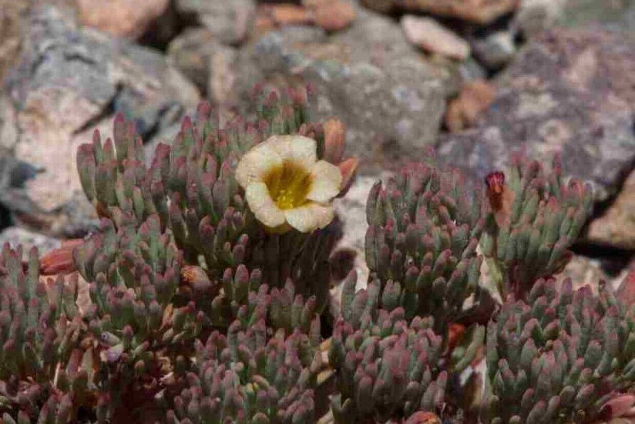 Oxalis caerulea — houseplant care guide