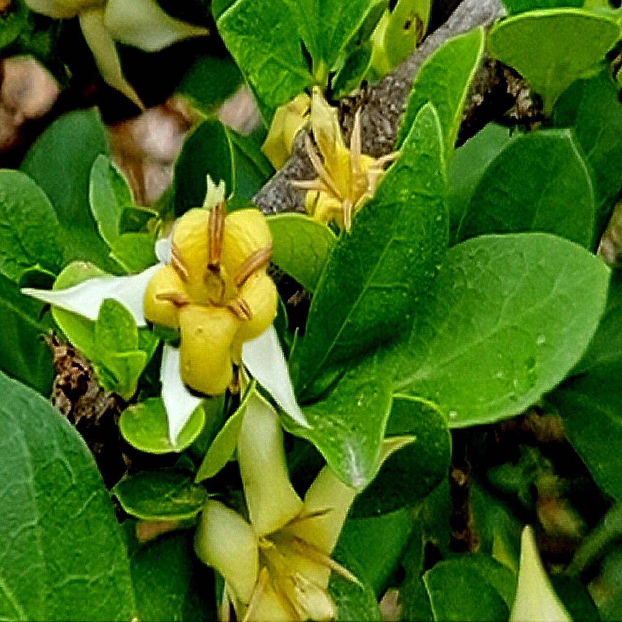 Himalrandia tetrasperma — related species from the same genus