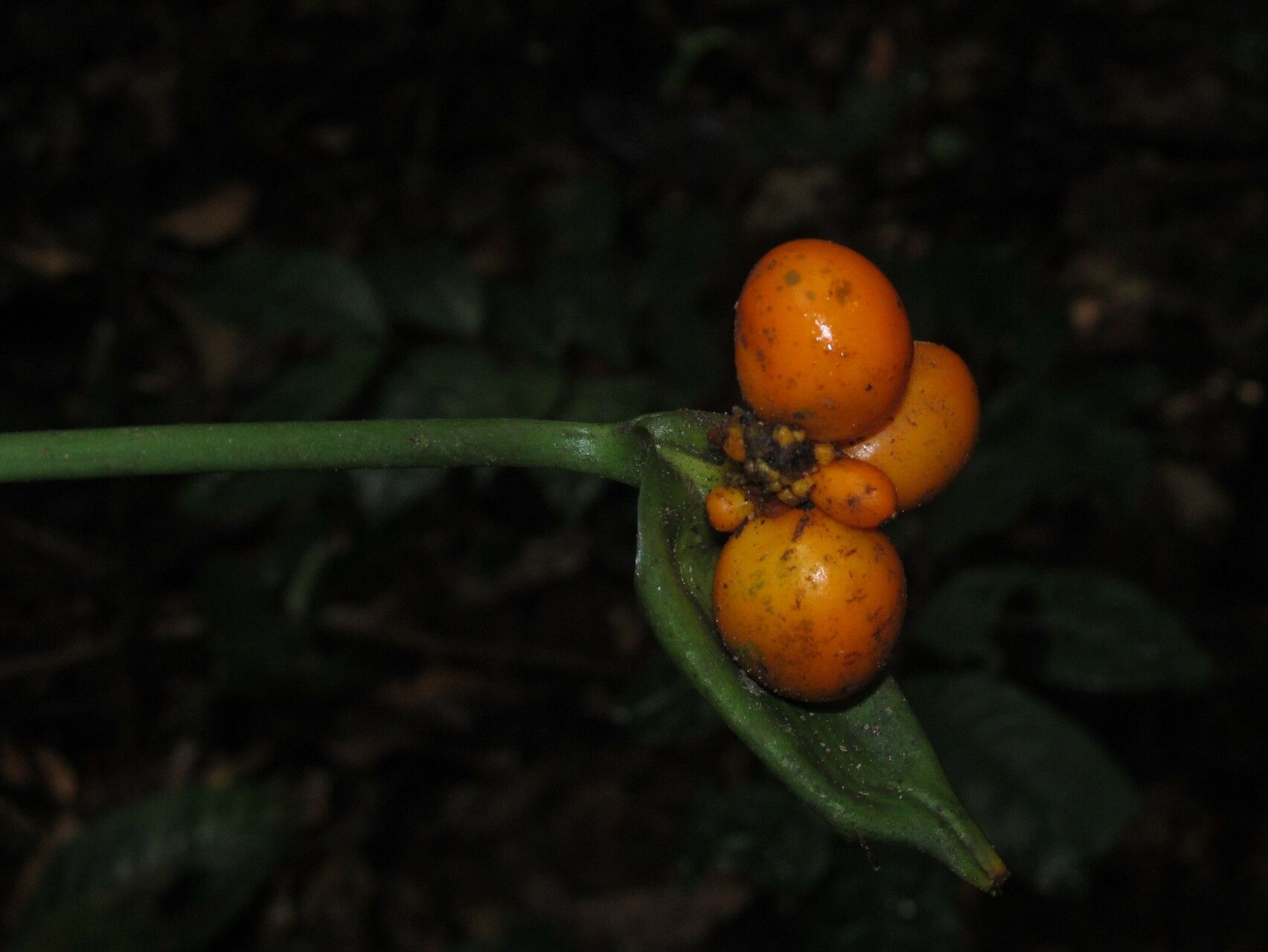 Nephthytis poissonii fruit