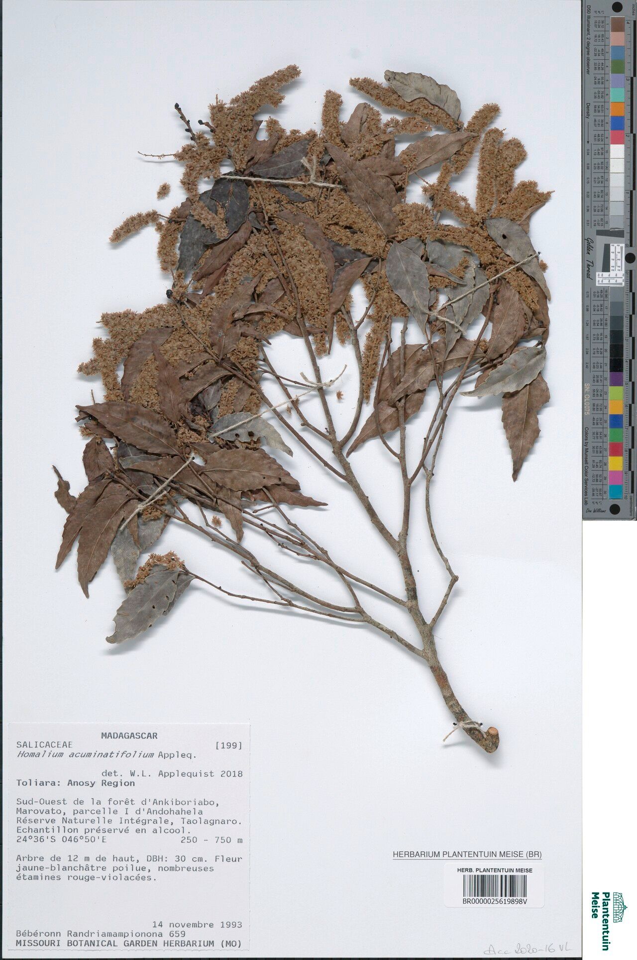 Homalium acuminatifolium — related species from the same genus