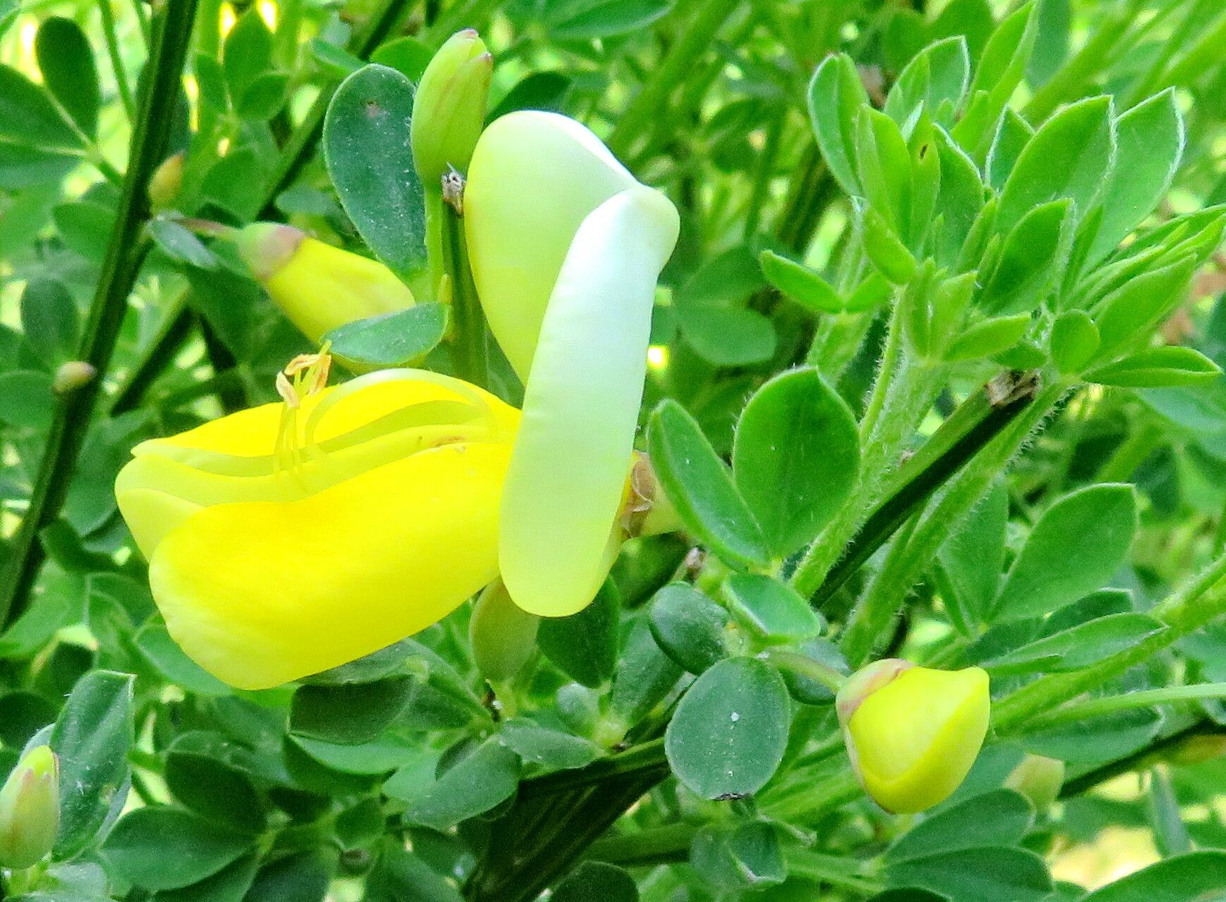 Cytisus grandiflorus flower