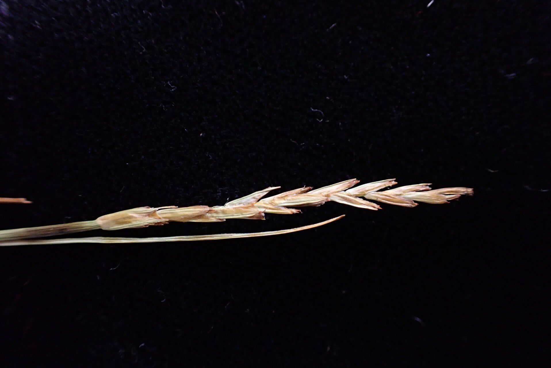 Carex unciniiformis fruit