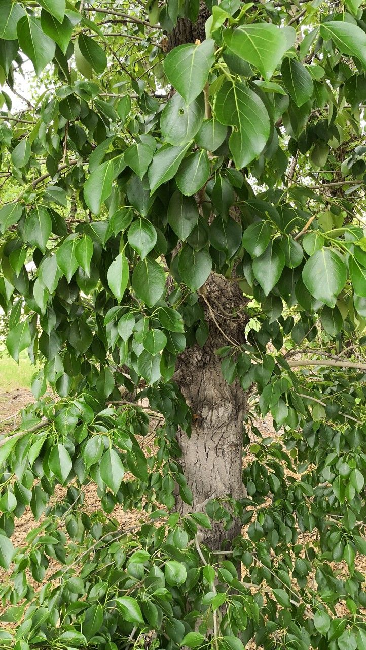 Populus simonii leaf