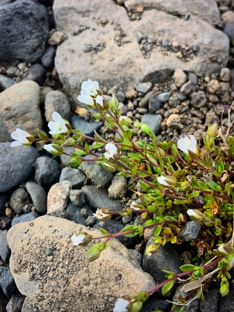Arenaria norvegica flower