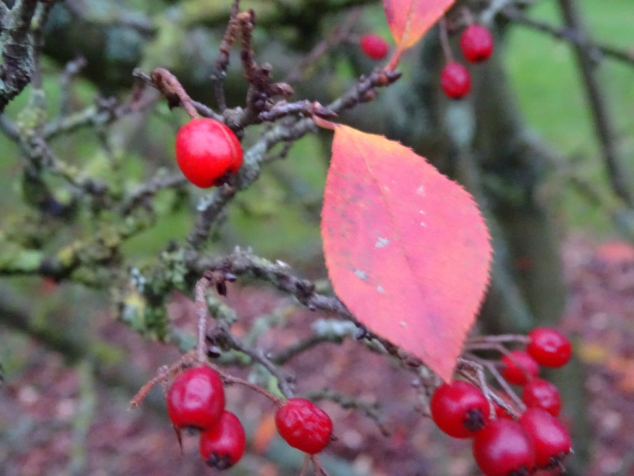Photinia villosa fruit