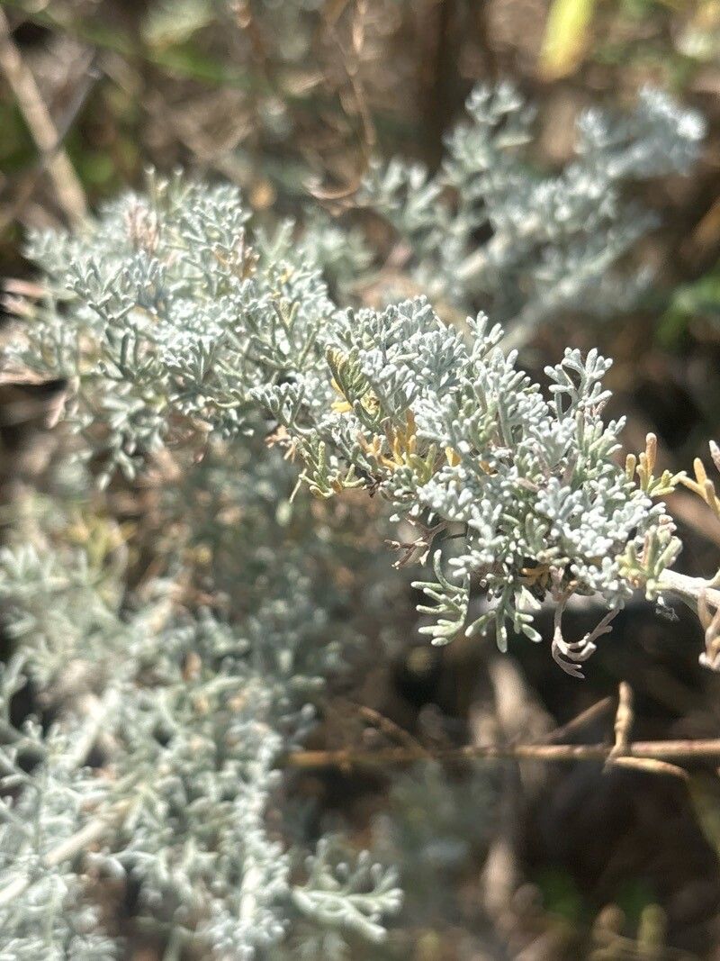 Artemisia reptans — search result for 'Artemisia'