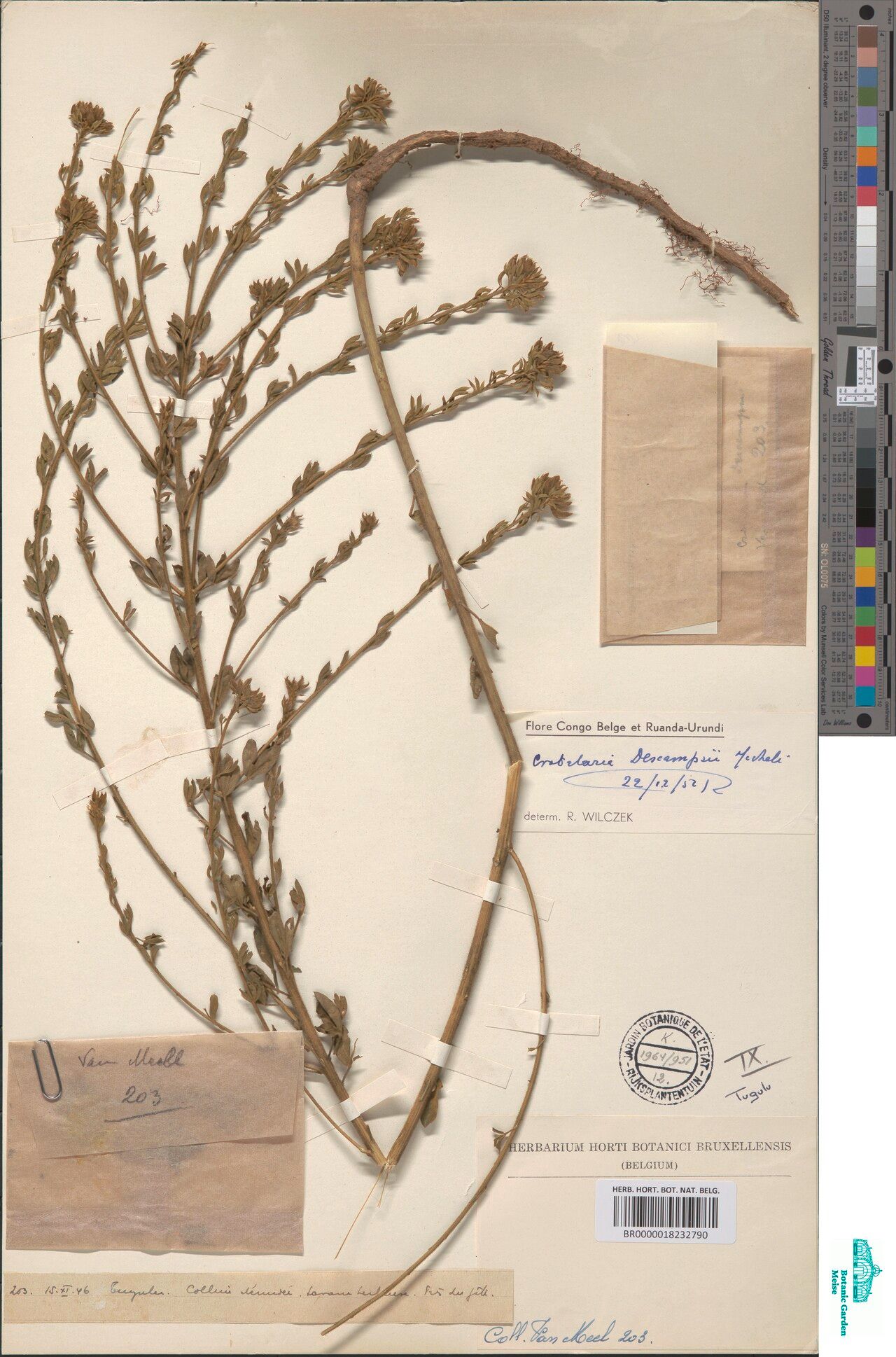 Crotalaria descampsii — houseplant care guide