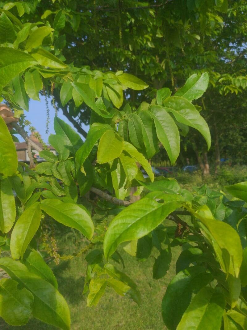 Pterocarya × rehderiana — related species from the same genus