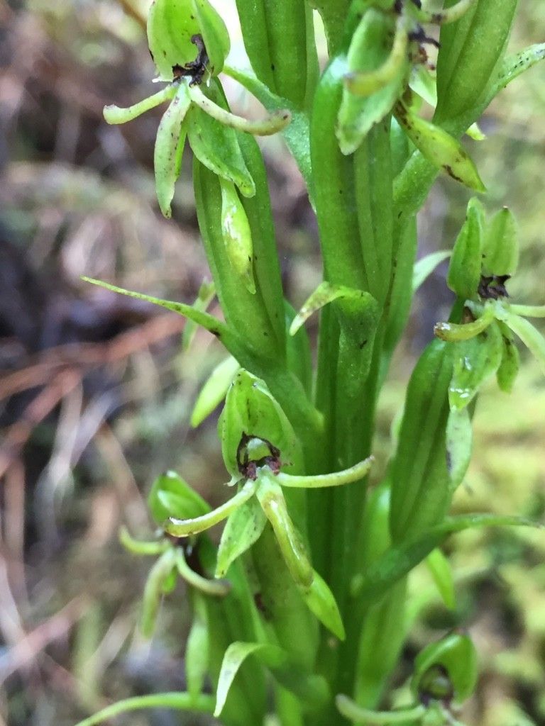 Habenaria praealta fruit