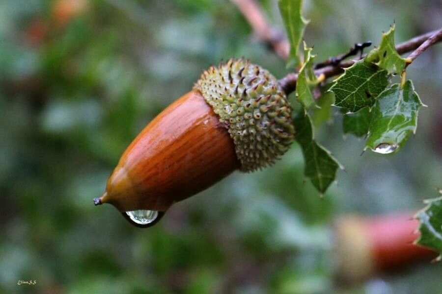 Quercus coccifera fruit
