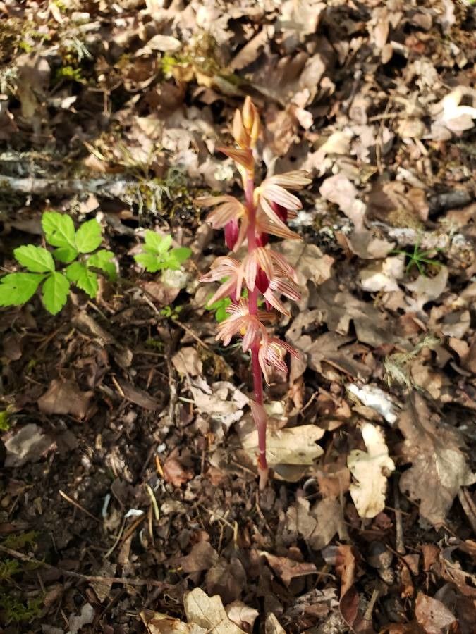 Corallorhiza striata — search result for 'western Canada'