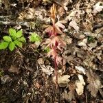 Corallorhiza striata