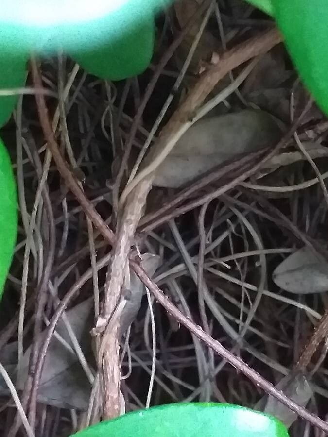 Akebia longiracemosa bark