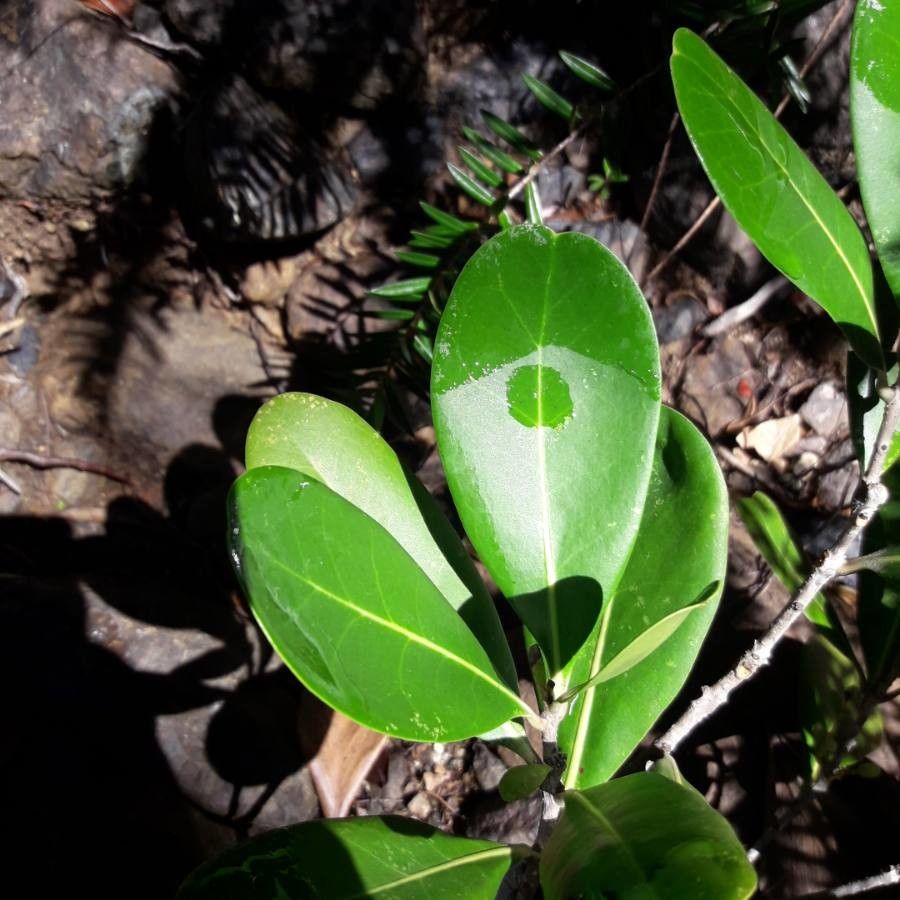 Osmanthus austrocaledonicus leaf