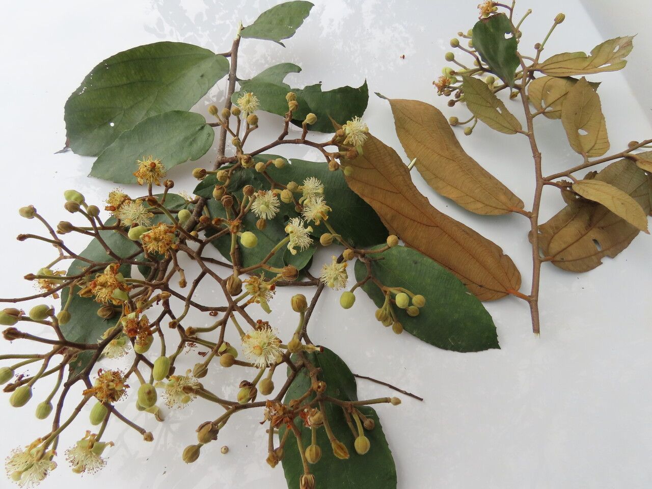 Luehea seemannii leaf