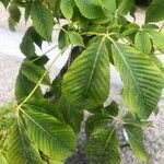 Aesculus pavia