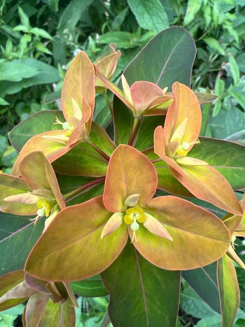 Euphorbia paniculata flower