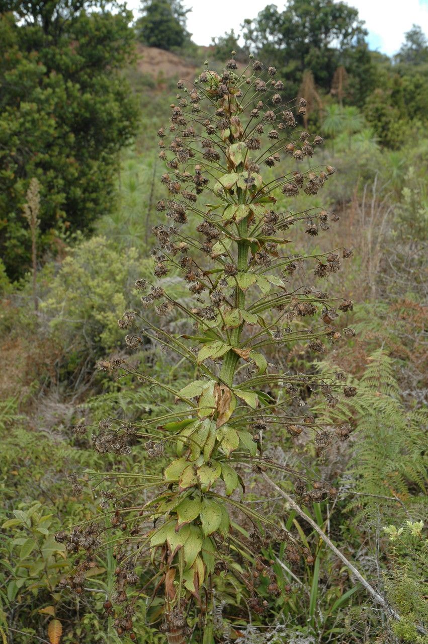 Wilkesia gymnoxiphium flower