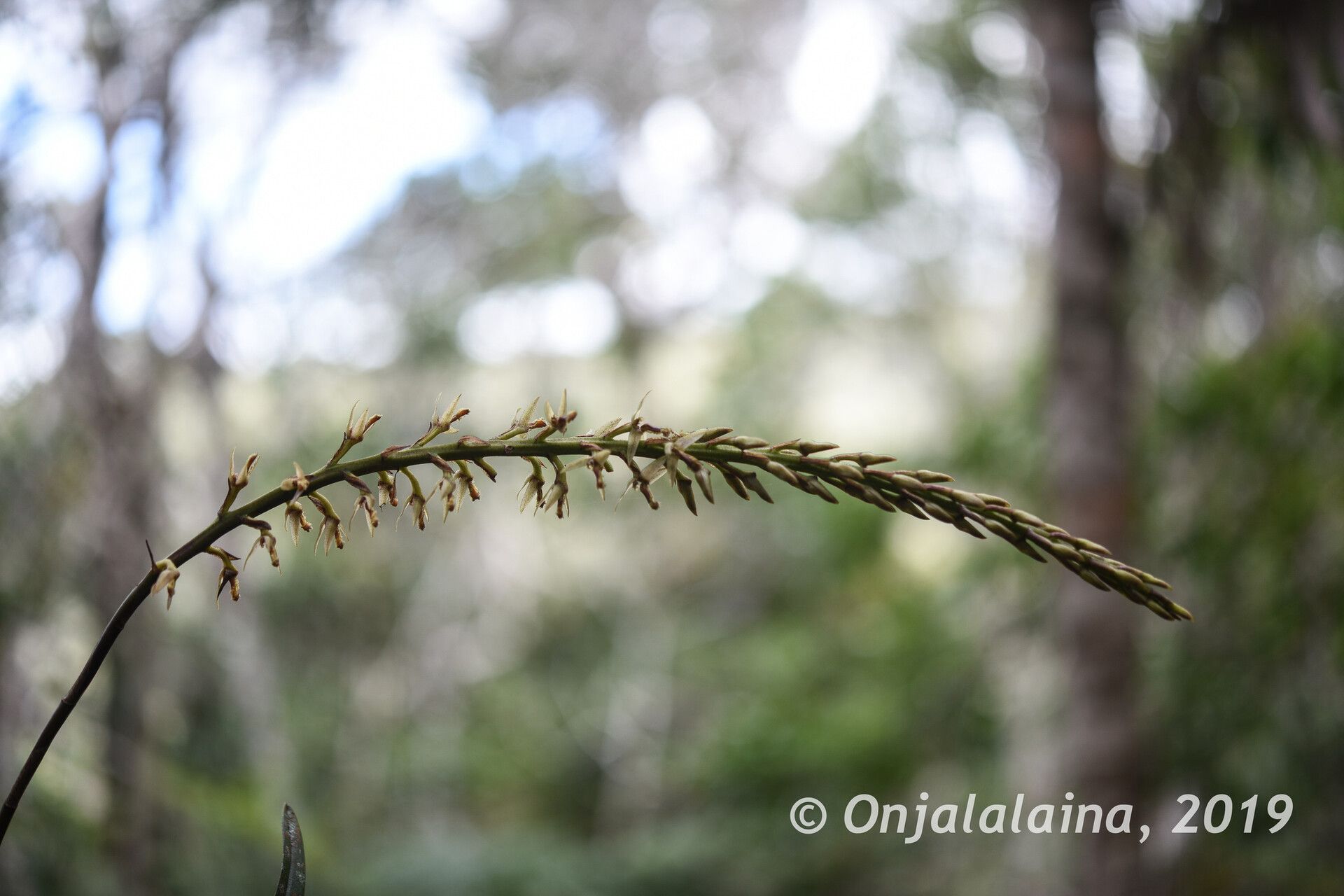 Bulbophyllum anjozorobeense flower