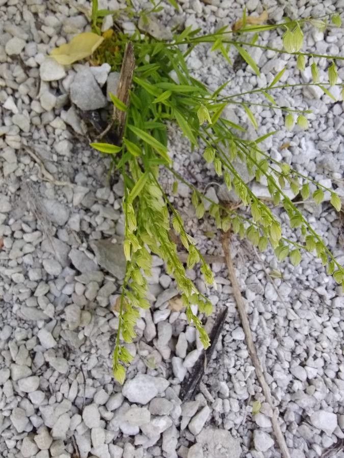 Polygala vulgaris fruit