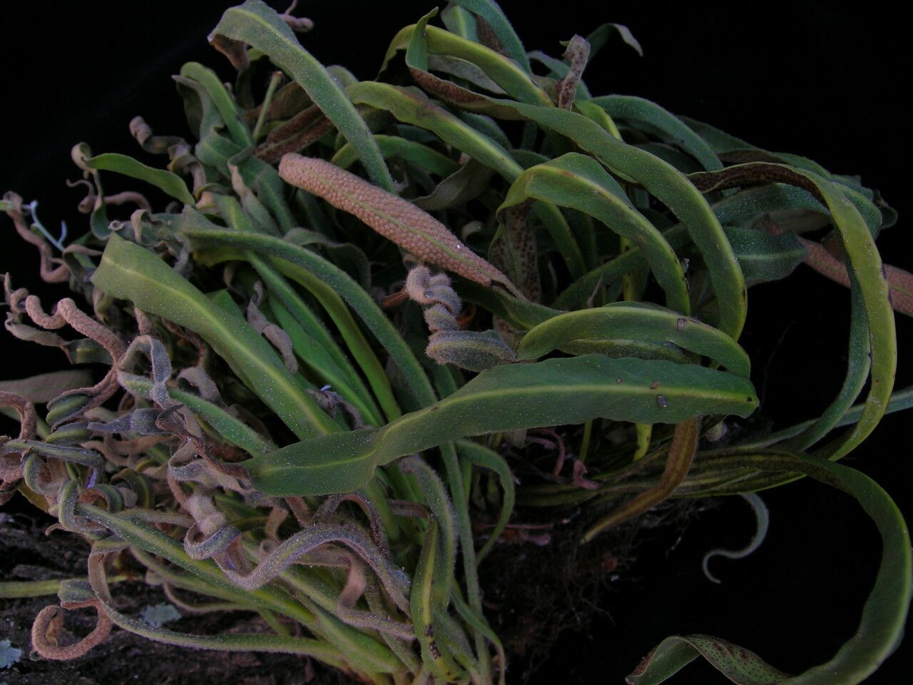 Pyrrosia stenophylla habit