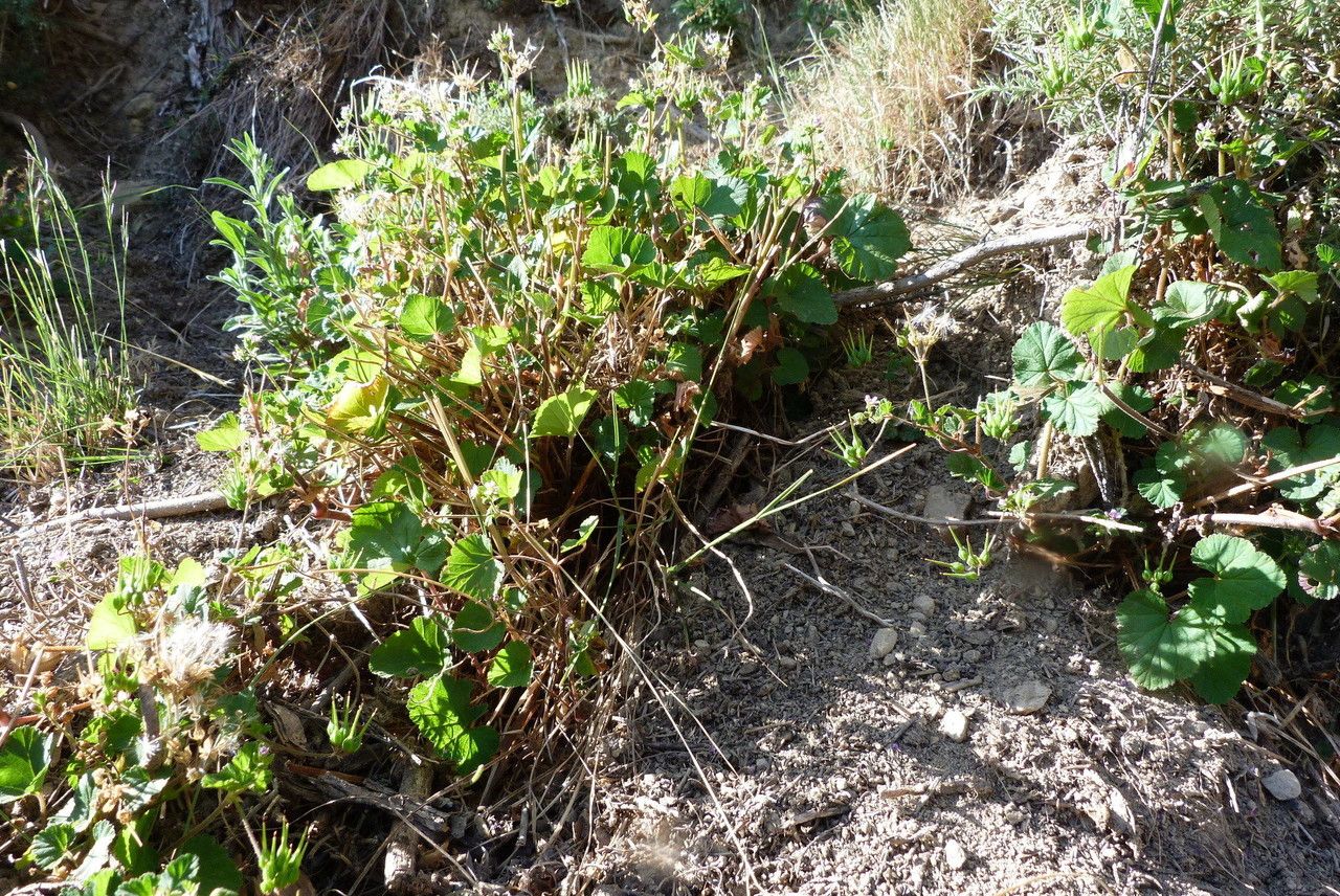 Pelargonium inodorum habit